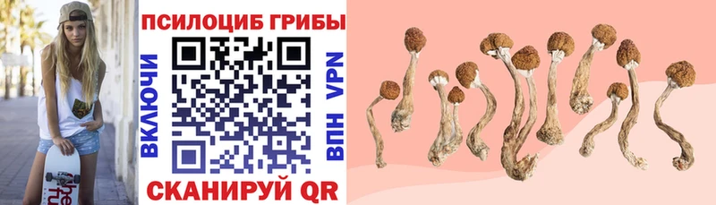 Псилоцибиновые грибы Psilocybe  наркошоп  Алексин 